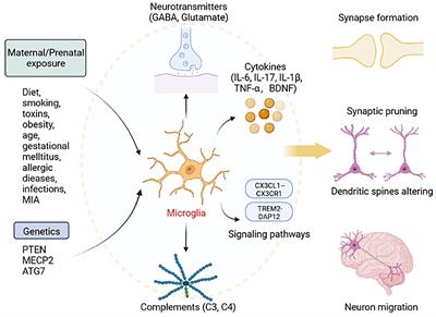 Frontiers Microglia Synaptic Modulator In Autism Spectrum Disorder